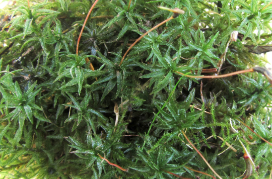 Hair Cap Moss 1 Gallon Bag of Fresh Live Hair Cap Moss, Great for Terrariums!